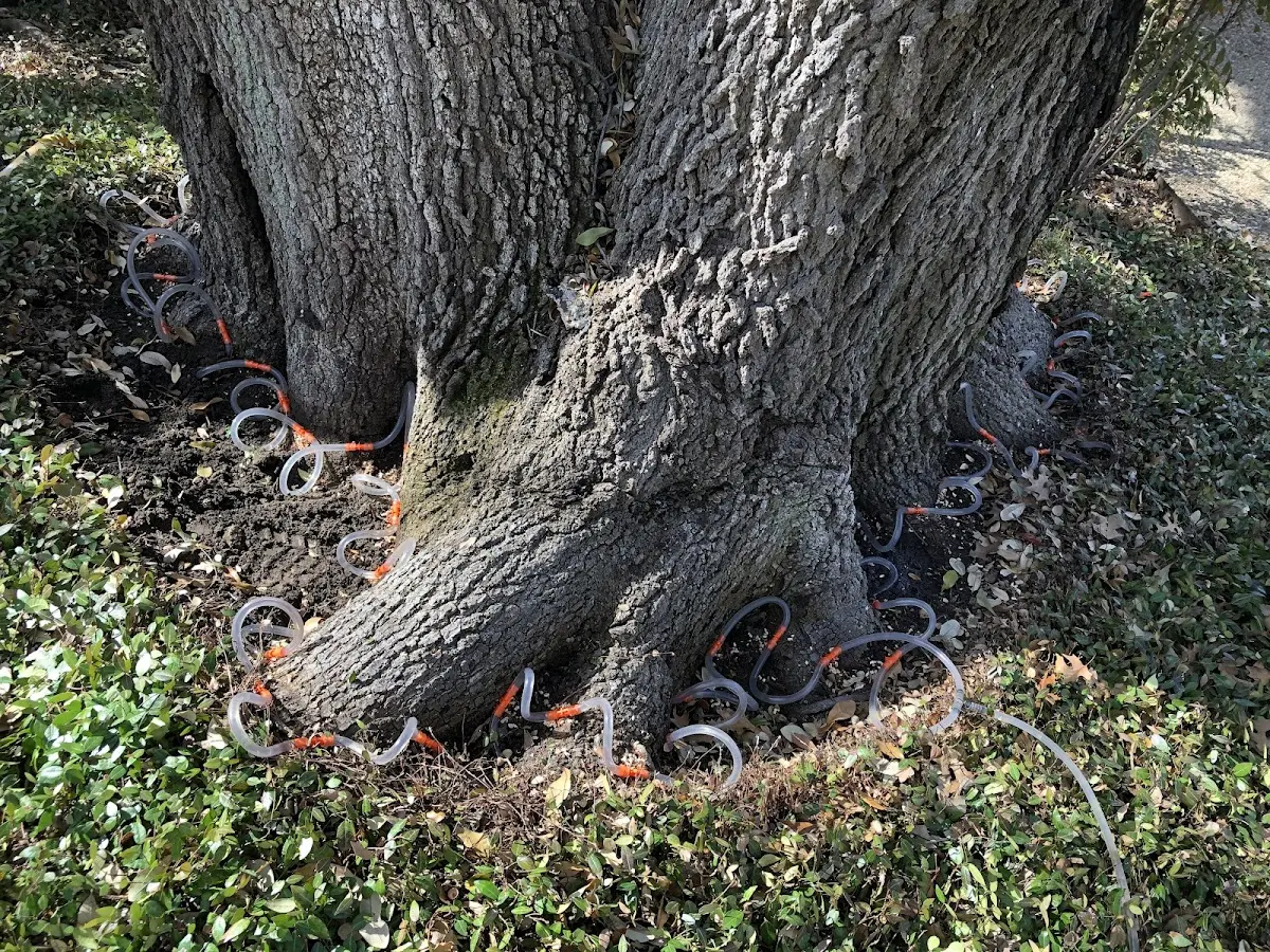 Detailed Tree Cabling and Bracing job site in Alton