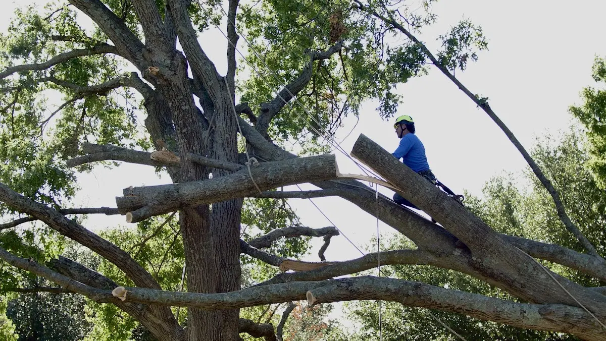 Professional Crown Thinning performed by certified arborists in Alton