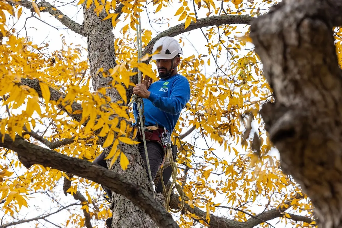 Skilled Tree Pruning crew working in Alton